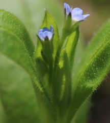 Myosotis sparsiflora