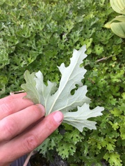 Petasites frigidus