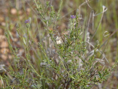 Vittadinia