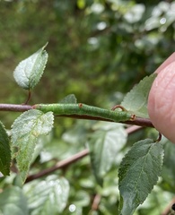 Mesoleuca albicillata