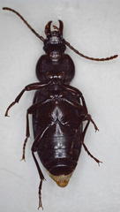 Tenebrionidae