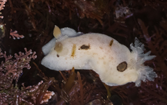 Diaulula sandiegensis