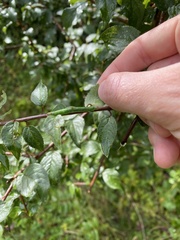 Mesoleuca albicillata