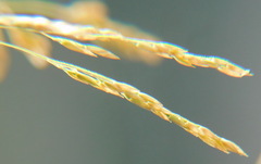 Poeae