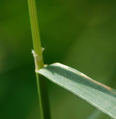 Poeae