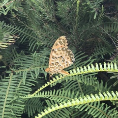 Argynnis hyperbius