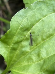 Tipula holoserica