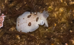 Diaulula sandiegensis