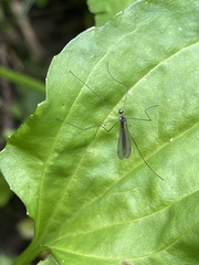 Tipula holoserica