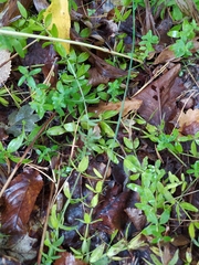 Cruciata glabra