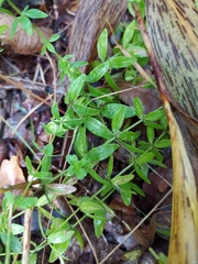 Cruciata glabra