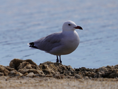 Ichthyaetus audouinii