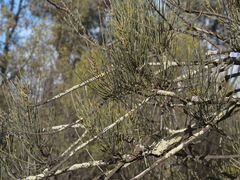 Allocasuarina luehmannii