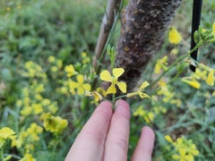 Raphanus raphanistrum