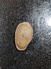 Naria erosa