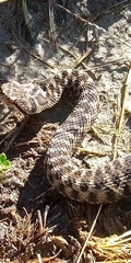 Vipera aspis