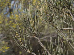 Allocasuarina luehmannii