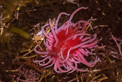 Okenia rosacea