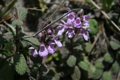Stachys elliptica