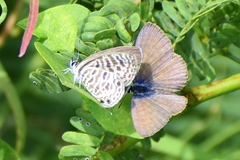 Leptotes plinius