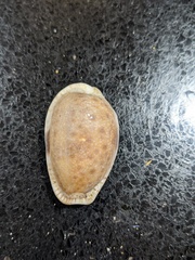 Naria erosa