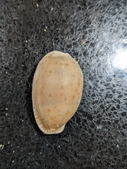 Naria erosa