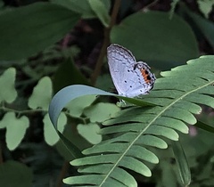 Everes lacturnus
