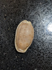 Naria erosa