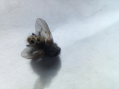 Oestroidea