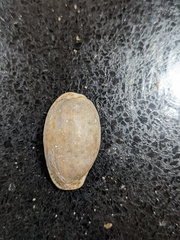 Naria erosa