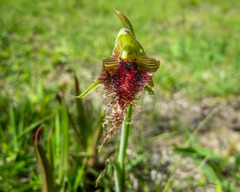 Calochilus robertsonii