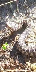Vipera aspis