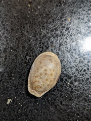 Naria erosa