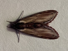 Sphinx kalmiae