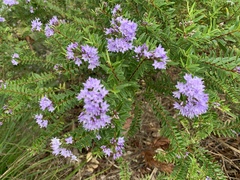 Veronica diosmifolia
