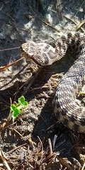 Vipera aspis
