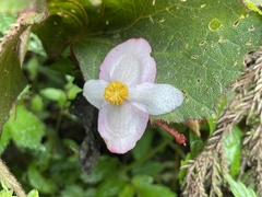 Begonia palmata