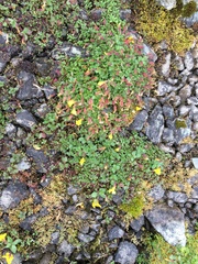 Erythranthe caespitosa