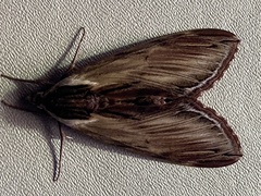 Sphinx kalmiae