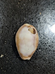 Lyncina vitellus