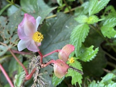 Begonia palmata