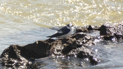 Tachycineta albiventer