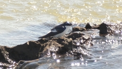 Tachycineta albiventer