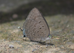 Arhopala quercoides