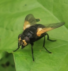 Mesembrina meridiana