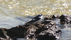 Tachycineta albiventer