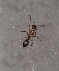 Monomorium