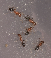 Monomorium