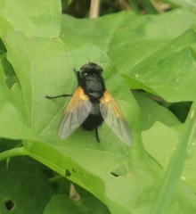 Mesembrina meridiana