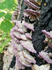 Trichaptum fuscoviolaceum